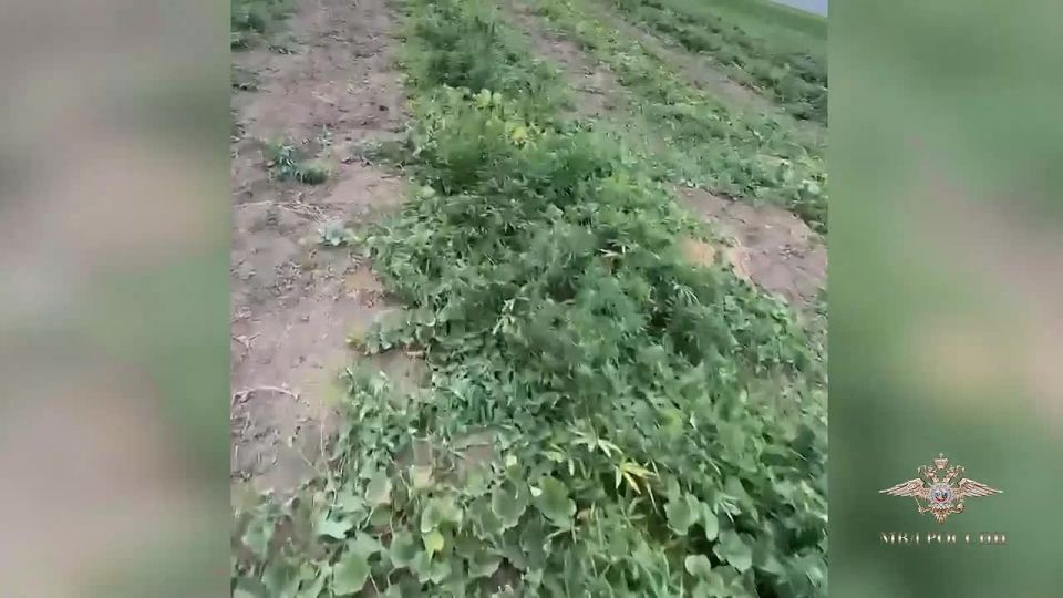 Крымский дачник пытался спрятать наркотики среди бахчевых культур