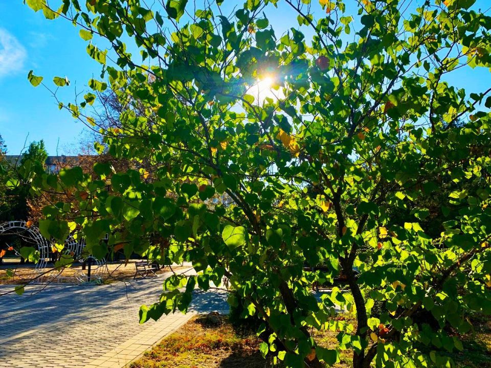 � ������ �����, �������!. ����������� ������ ����� ����������