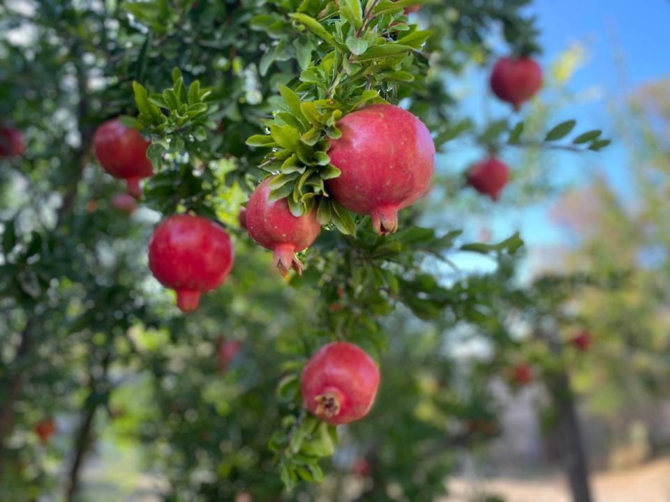 ������� ������ � ����� �� 25 �������