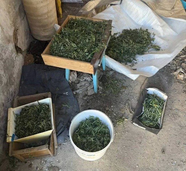 Свыше 90 кустов конопли и почти 5 кг марихуаны изъяли полицейские у жителя Бахчисарайского района Свыше 90 кустов конопли и почти 5 кг марихуаны изъяли полицейские у жителя Бахчисарайского района