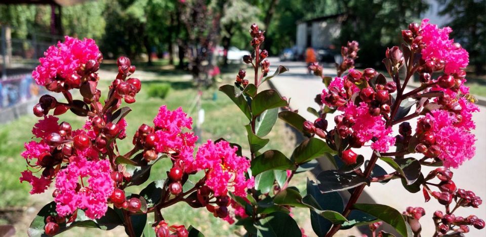 В парке Гагарина цветёт лагерстремия - индийская сирень В парке Гагарина цветёт лагерстремия - индийская сирень