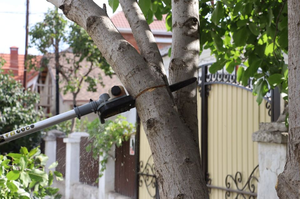 Ежедневно в Керчи работают специалисты Зеленхоза: приводят в порядок цветники и клумбы, производят санитарную обрезку и снос деревьев, поливают растения Ежедневно в Керчи работают специалисты Зеленхоза: приводят в порядок цветники и клумбы, производят санитарную обрезку и снос деревьев, поливают растения