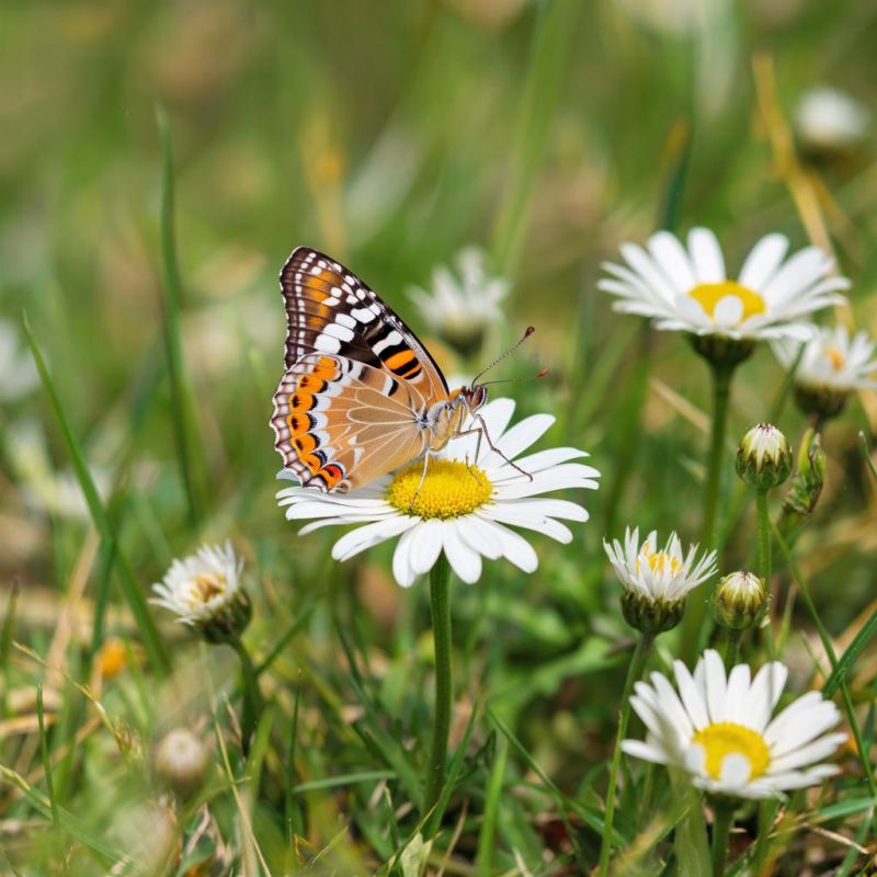 ������� ������ � ����� �� 26 �������