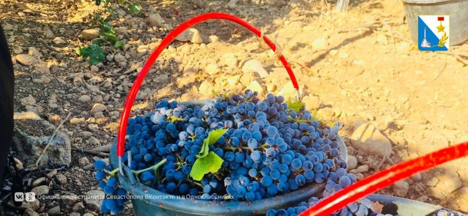 Сбор винограда — в разгаре Сбор винограда — в разгаре