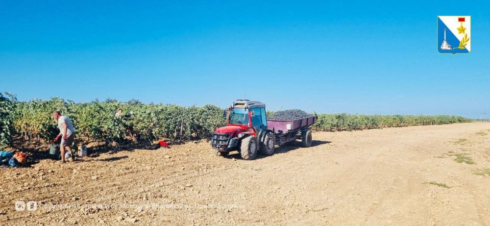 Сбор винограда — в разгаре Сбор винограда — в разгаре