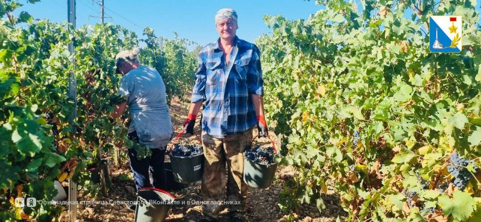 Сбор винограда — в разгаре Сбор винограда — в разгаре