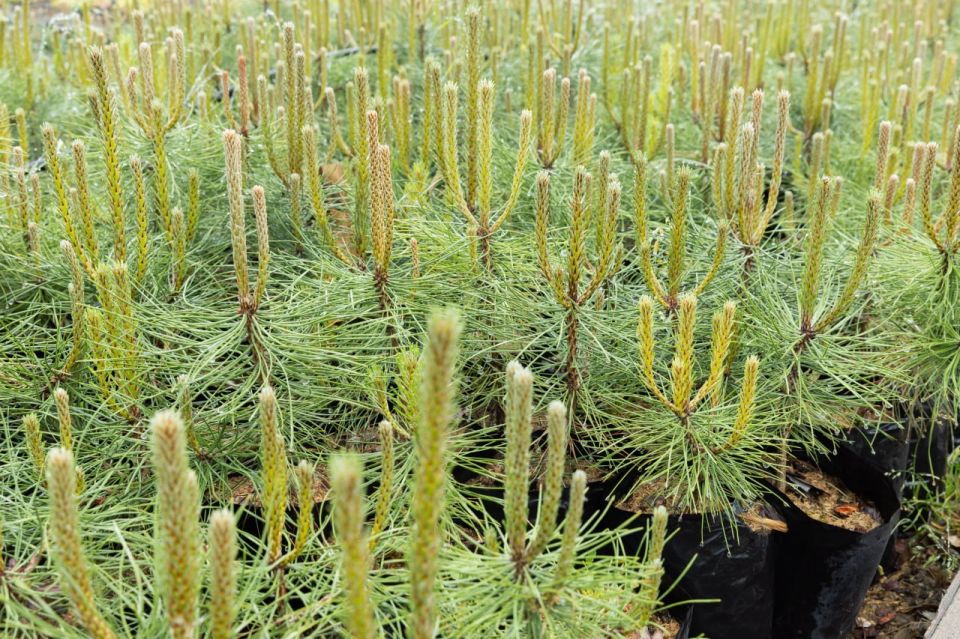 � ����� �������� ���������� ����� 2 ��� �������� ��� ���������� � �������������� �����