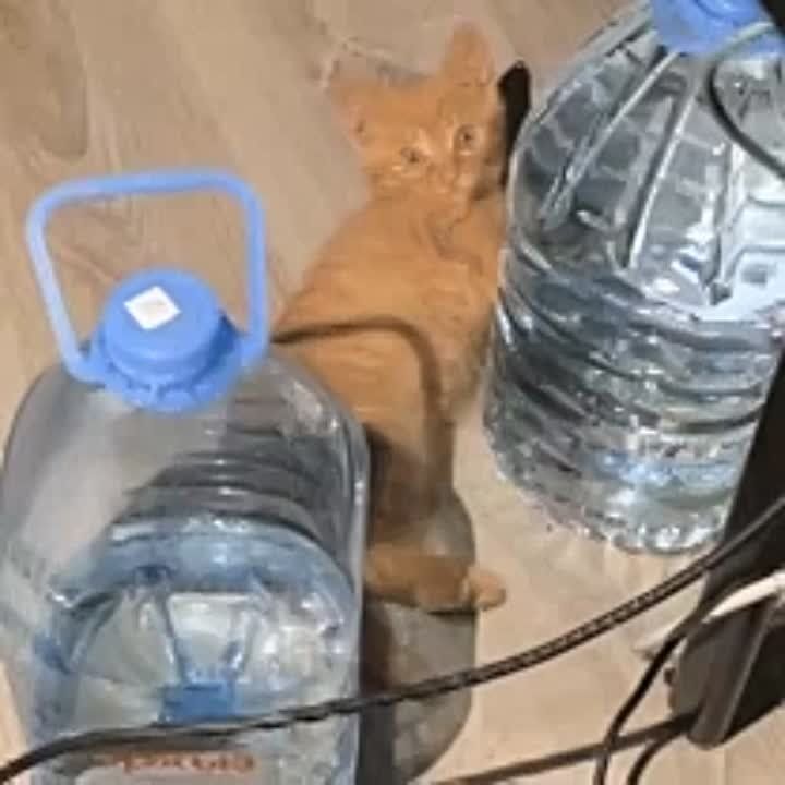 ������ ������� ���� ������� � �����