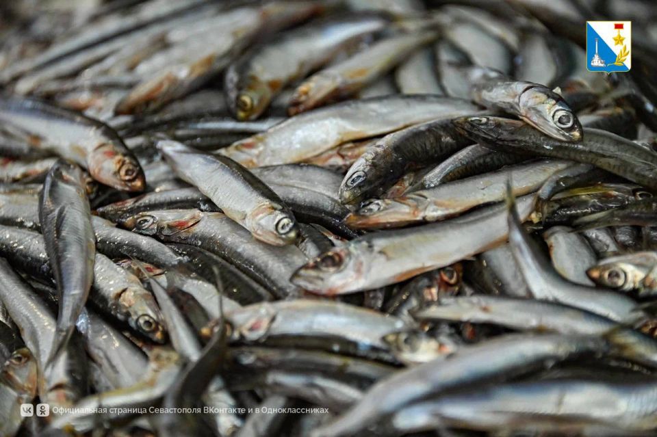 «Рыбный день» для жителей Северной