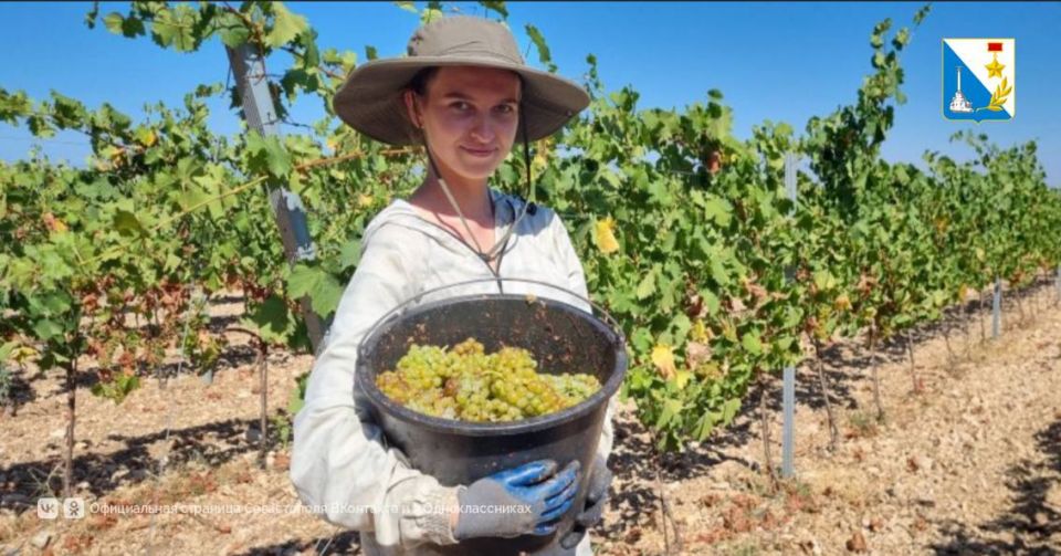Развиваем органическое виноградарство и виноделие Развиваем органическое виноградарство и виноделие