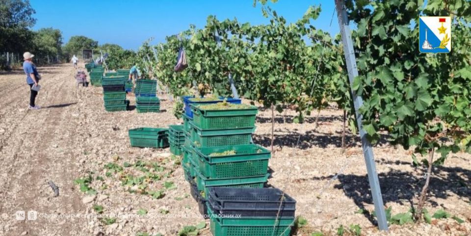 Развиваем органическое виноградарство и виноделие Развиваем органическое виноградарство и виноделие