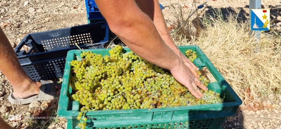 Развиваем органическое виноградарство и виноделие