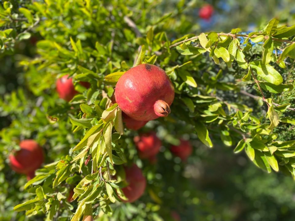 ������� ������ � ����� �� 6 ��������