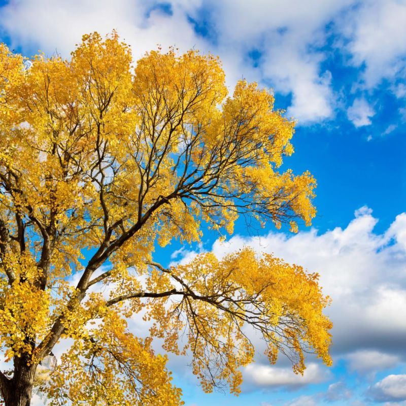 ������� ������ � ����� �� 11 ��������