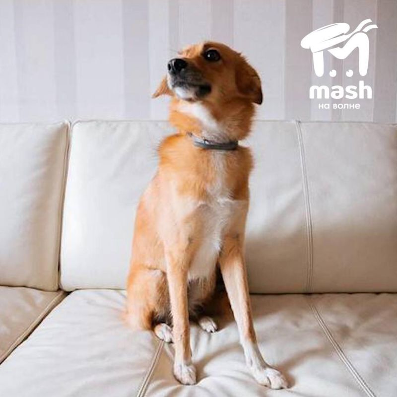 Собака потерялась где-то в очереди на Крымский мост