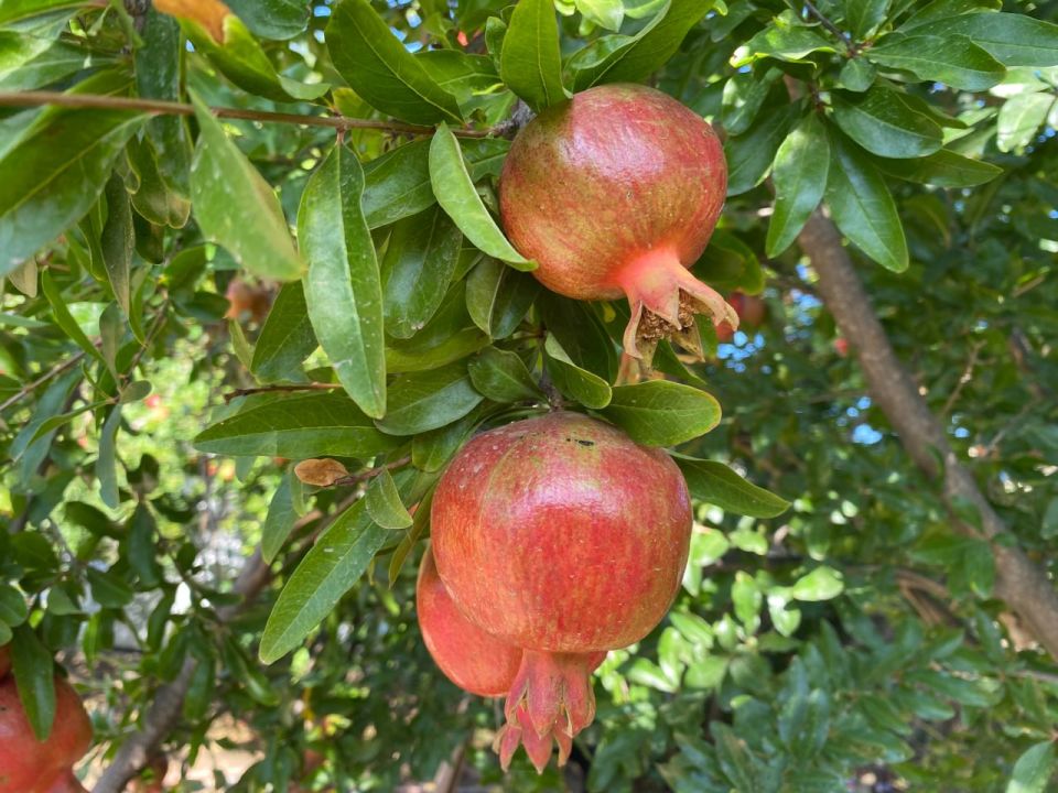 ������� ������ � ����� �� 15 ��������