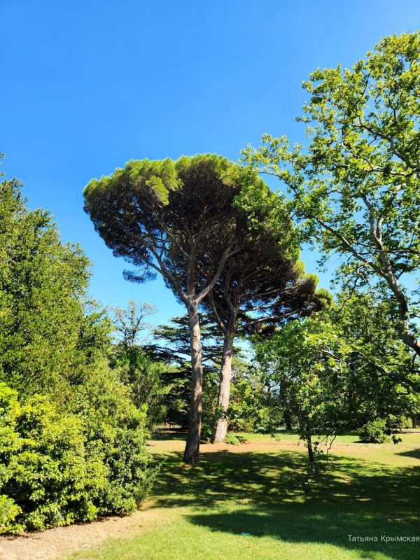 ���� ������������� ������. ������