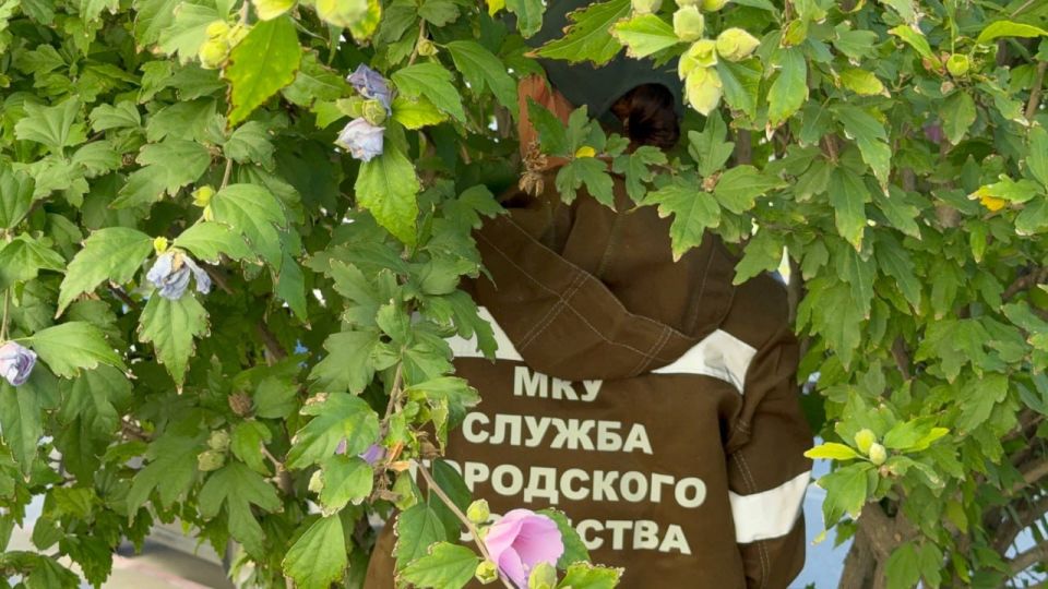 Сотрудники Службы городского хозяйства ухаживают за зелеными насаждениями вдоль улицы Самойленко Сотрудники Службы городского хозяйства ухаживают за зелеными насаждениями вдоль улицы Самойленко