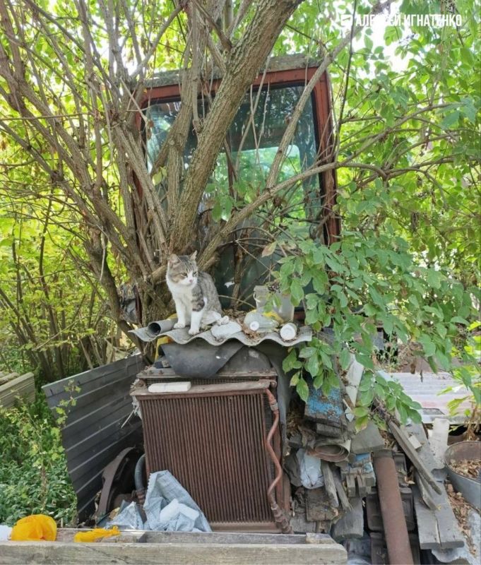 Не бит, не крашен, пушка-гонка