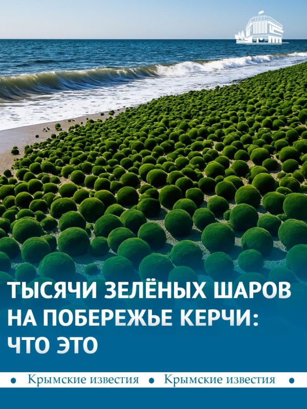 Тысячи маримо захватили пляжи Керчи