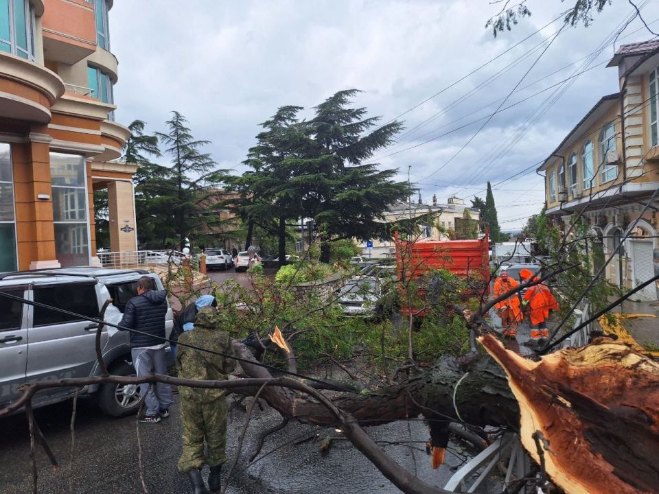 Шторм повалил деревья в Ялте – коммунальщики борются с последствиями Шторм повалил деревья в Ялте – коммунальщики борются с последствиями