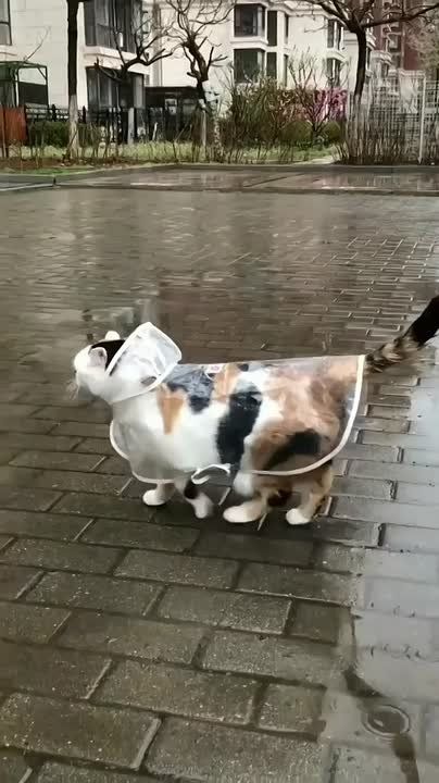 Ничего необычного, просто в Ялте выгуливают котика в дождевике