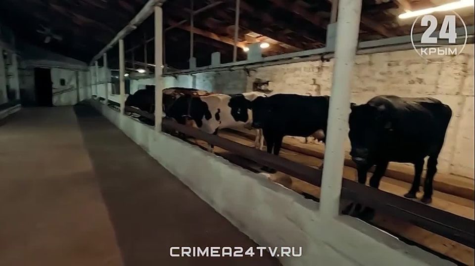 Детокс для зумеров по-крымски: наш корреспондент испытала на себе все прелести деревенской жизни