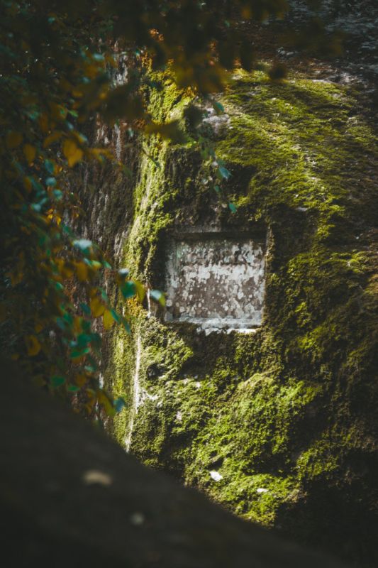 1/3. Где искать самую атмосферную осень в Крыму?Конечно, в Воронцовском парке! Успейте застать момент, когда природа превращается в полотно художника