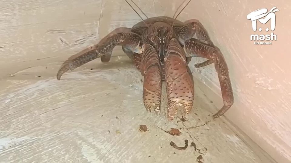 Внимание, ВОР! Пальмовый вор поселился в Ялтинском крокодиляриуме