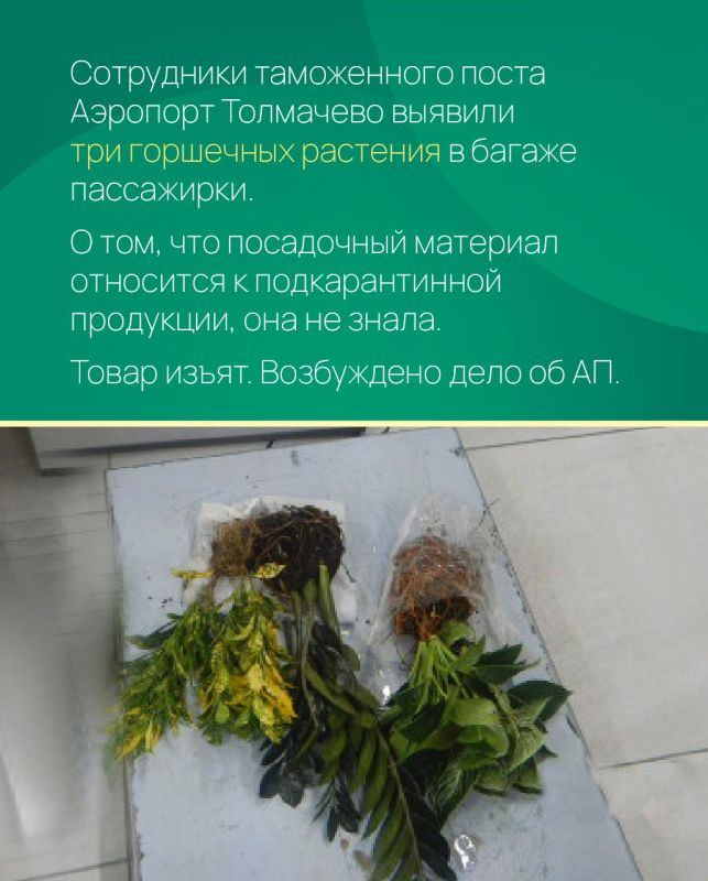 Картина недели. Работа таможенников в регионах: Картина недели. Работа таможенников в регионах: