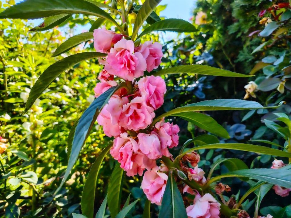 � ������ �����, �������!. ���� ������� ������, ������������, ������������