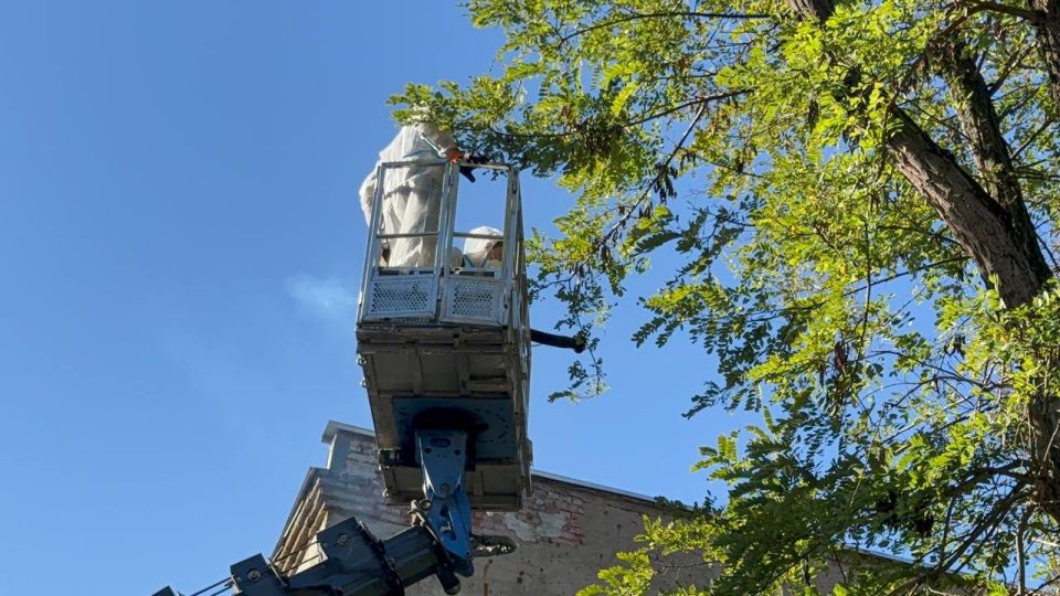 Деревья по ул. Островского обрабатывают от вредителей Деревья по ул. Островского обрабатывают от вредителей