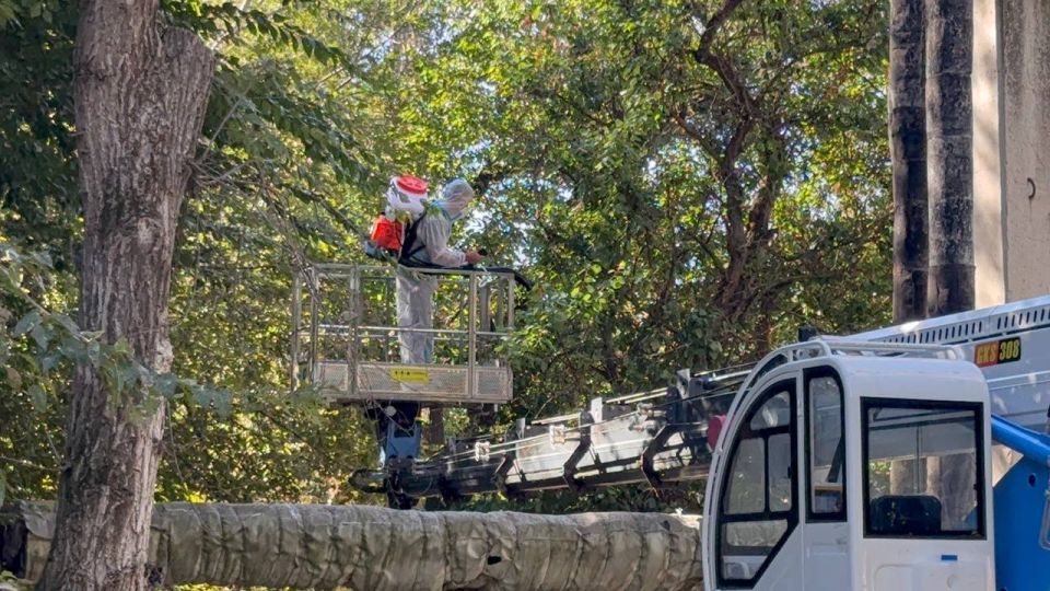 Деревья по ул. Островского обрабатывают от вредителей Деревья по ул. Островского обрабатывают от вредителей