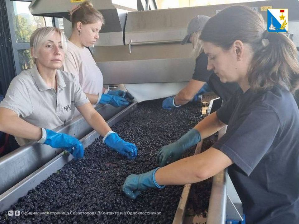 Собрали 12,5 тысяч тонн винограда