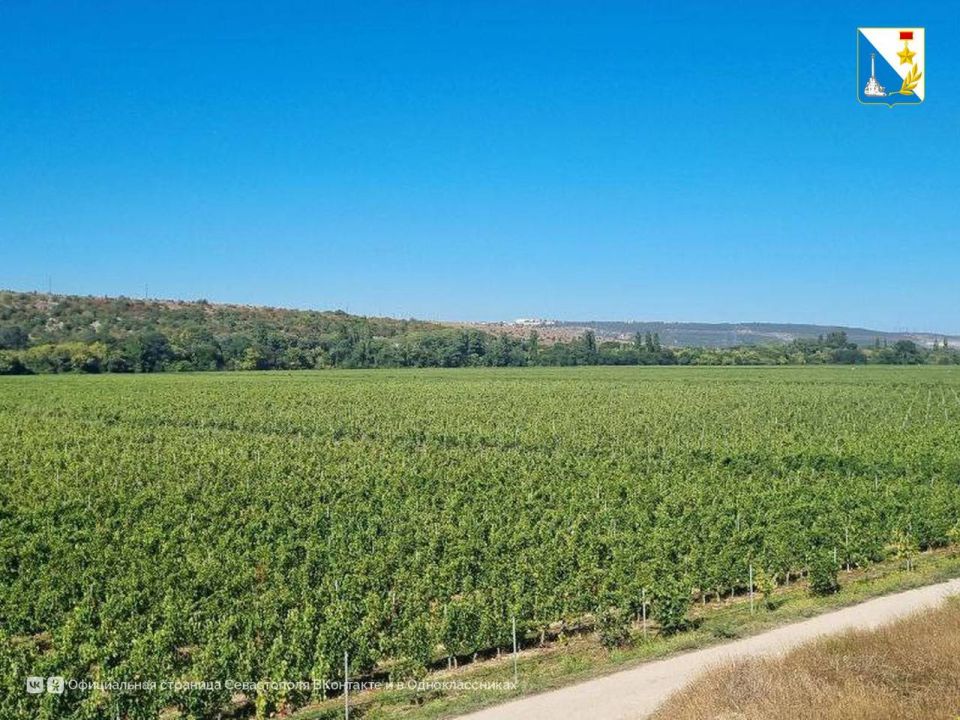 Собрали 12,5 тысяч тонн винограда Собрали 12,5 тысяч тонн винограда