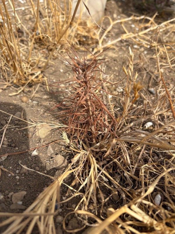 ����� �������: ���������� ���������� ����� ��������� � ��� �� �������-�������� ������������ ����������� ������������ ������ �����, ����������� � ������ ���������� ��������������� ������������