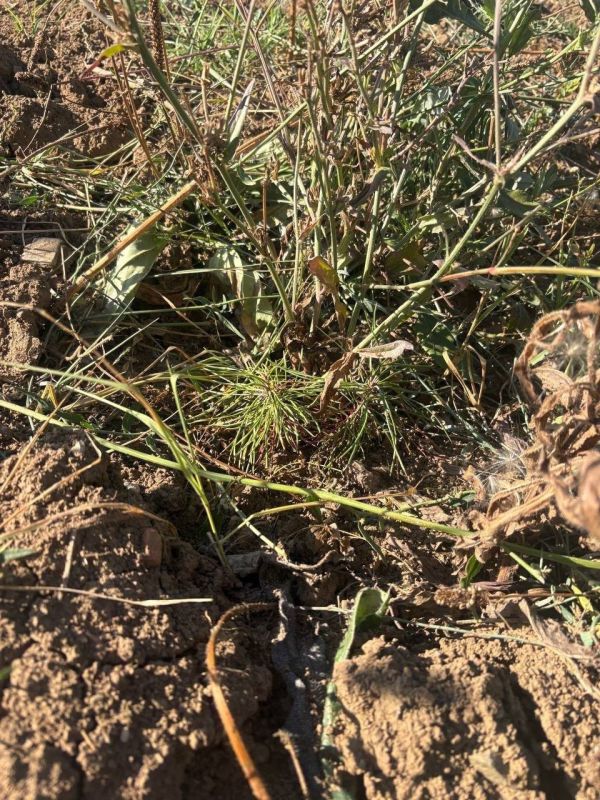 ����� �������: ���������� ���������� ����� ��������� � ��� �� �������-�������� ������������ ����������� ������������ ������ �����, ����������� � ������ ���������� ��������������� ������������