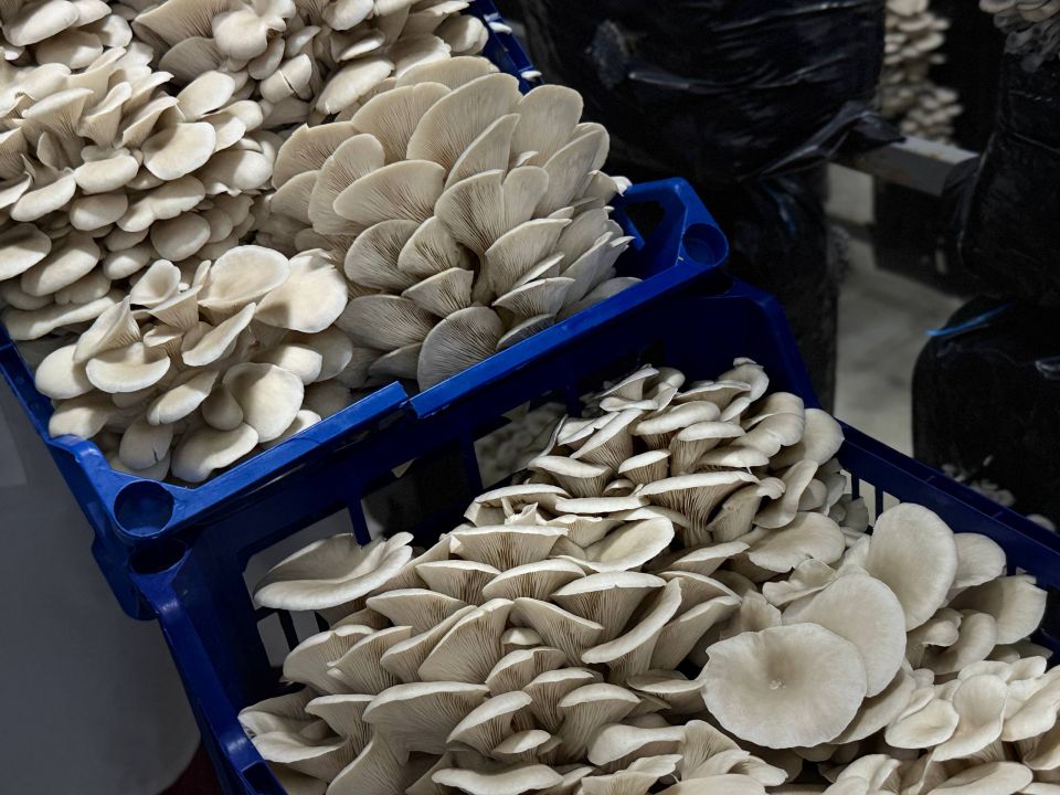 � ������ �������� ������ ������ ����������� �������� ��������� ��������� ���������� ���� ������ ������������� �������� ��� � ��������� ������ ������������������� �� �������������� ����������� ������