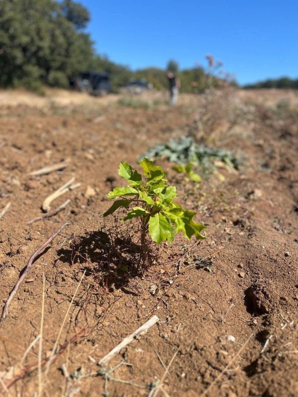 ����� �������: ���������� ���������� ����� ��������� � ��� �� �������-�������� ������������ ����������� ������������ ������ �����, ����������� � ������ ���������� ��������������� ������������