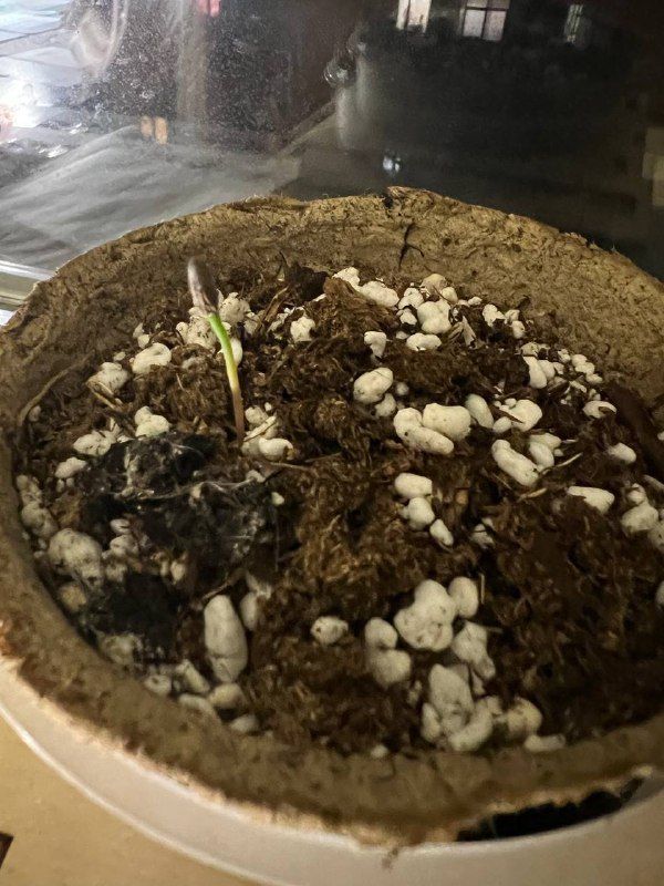 �� ���� ������ ������ 1200 �������� ��������������� �������� ������ ����� ��������