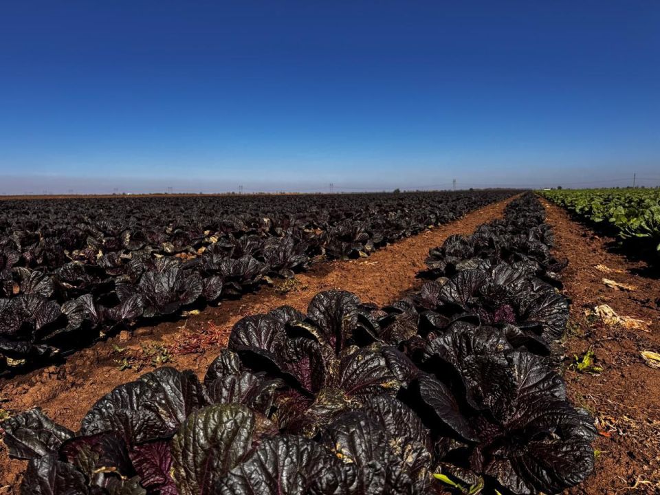 Как в Крыму выращивают «борщевой набор» Как в Крыму выращивают «борщевой набор»