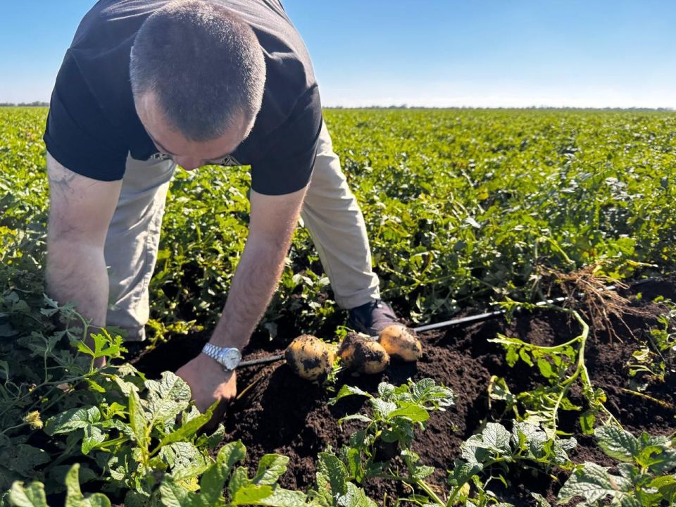 Как в Крыму выращивают «борщевой набор»