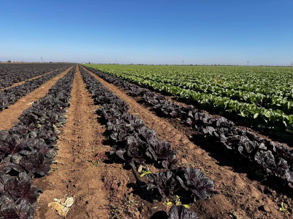 Как в Крыму выращивают «борщевой набор» Как в Крыму выращивают «борщевой набор»