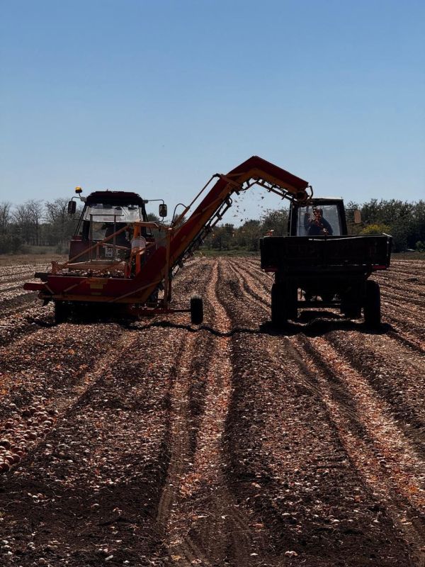 Как в Крыму выращивают «борщевой набор» Как в Крыму выращивают «борщевой набор»