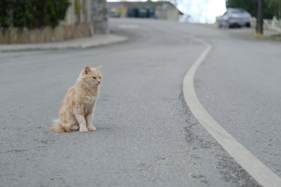 ����� ��������: ��������� � ����������� ��������� �����������