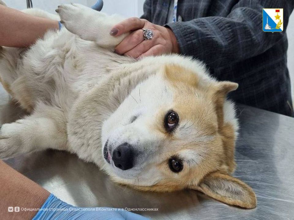 Заботимся о здоровье питомцев