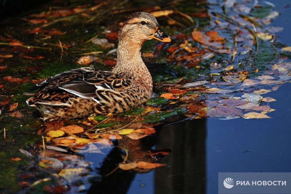 ������� ������ � ����� �� �����