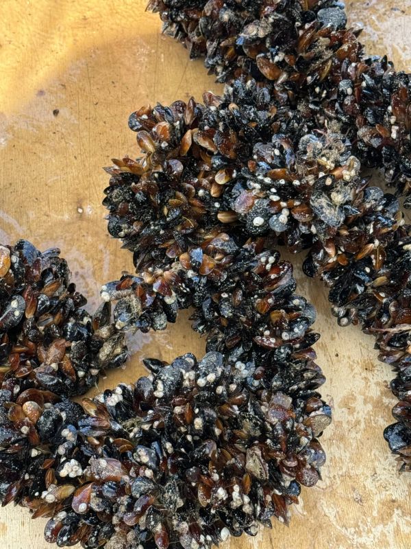 Министр сельского хозяйства Республики Крым Денис Кратюк посетил предприятие ООО «Судак Аквамир», которое в 2024 году получило государственную поддержку Министр сельского хозяйства Республики Крым Денис Кратюк посетил предприятие ООО «Судак Аквамир», которое в 2024 году получило государственную поддержку