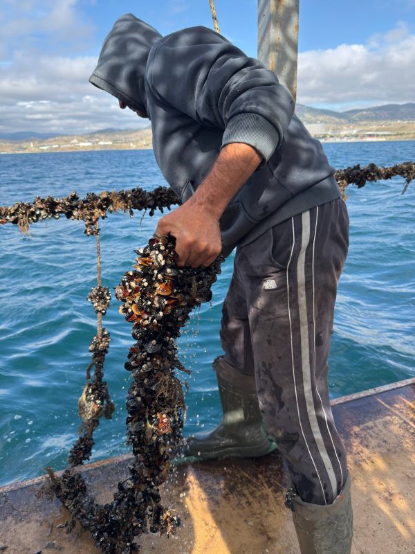 Министр сельского хозяйства Республики Крым Денис Кратюк посетил предприятие ООО «Судак Аквамир», которое в 2024 году получило государственную поддержку Министр сельского хозяйства Республики Крым Денис Кратюк посетил предприятие ООО «Судак Аквамир», которое в 2024 году получило государственную поддержку