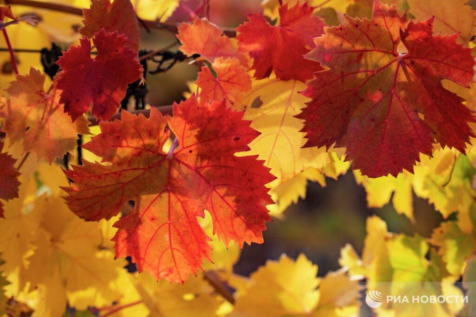 ������� ������ � ����� �� �������